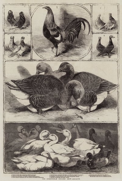 The Birmingham Poultry Show by Harrison William Weir